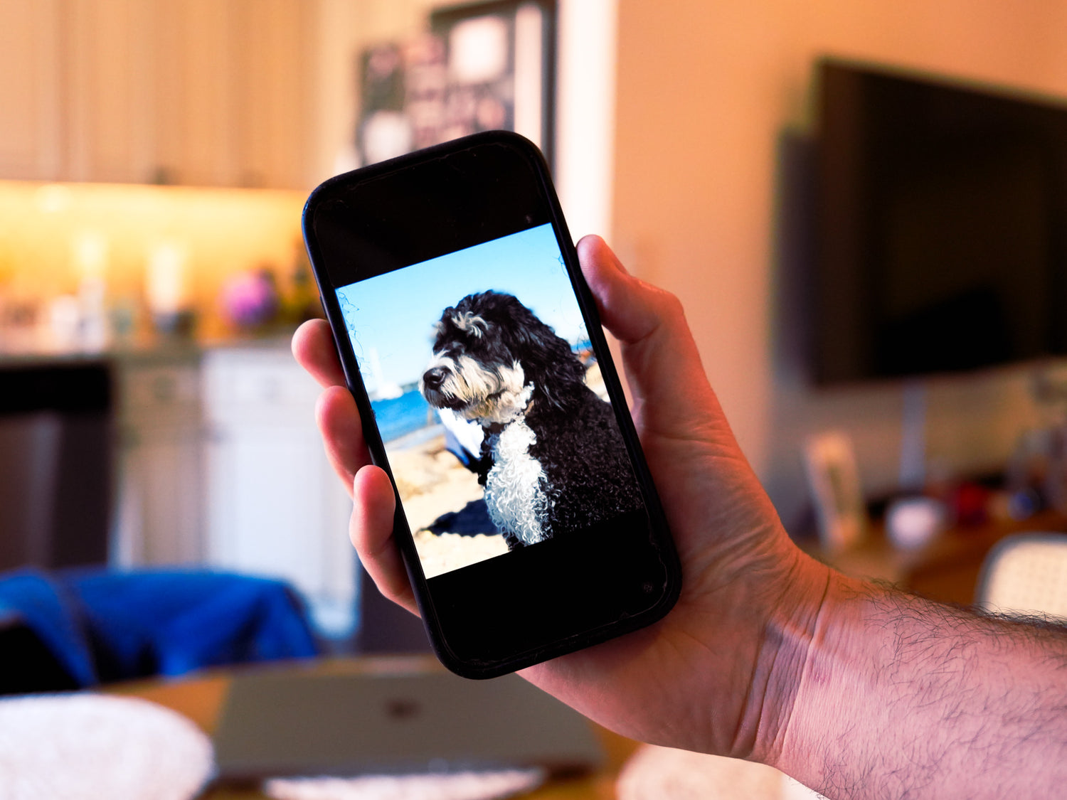 black pet image on mobile screen